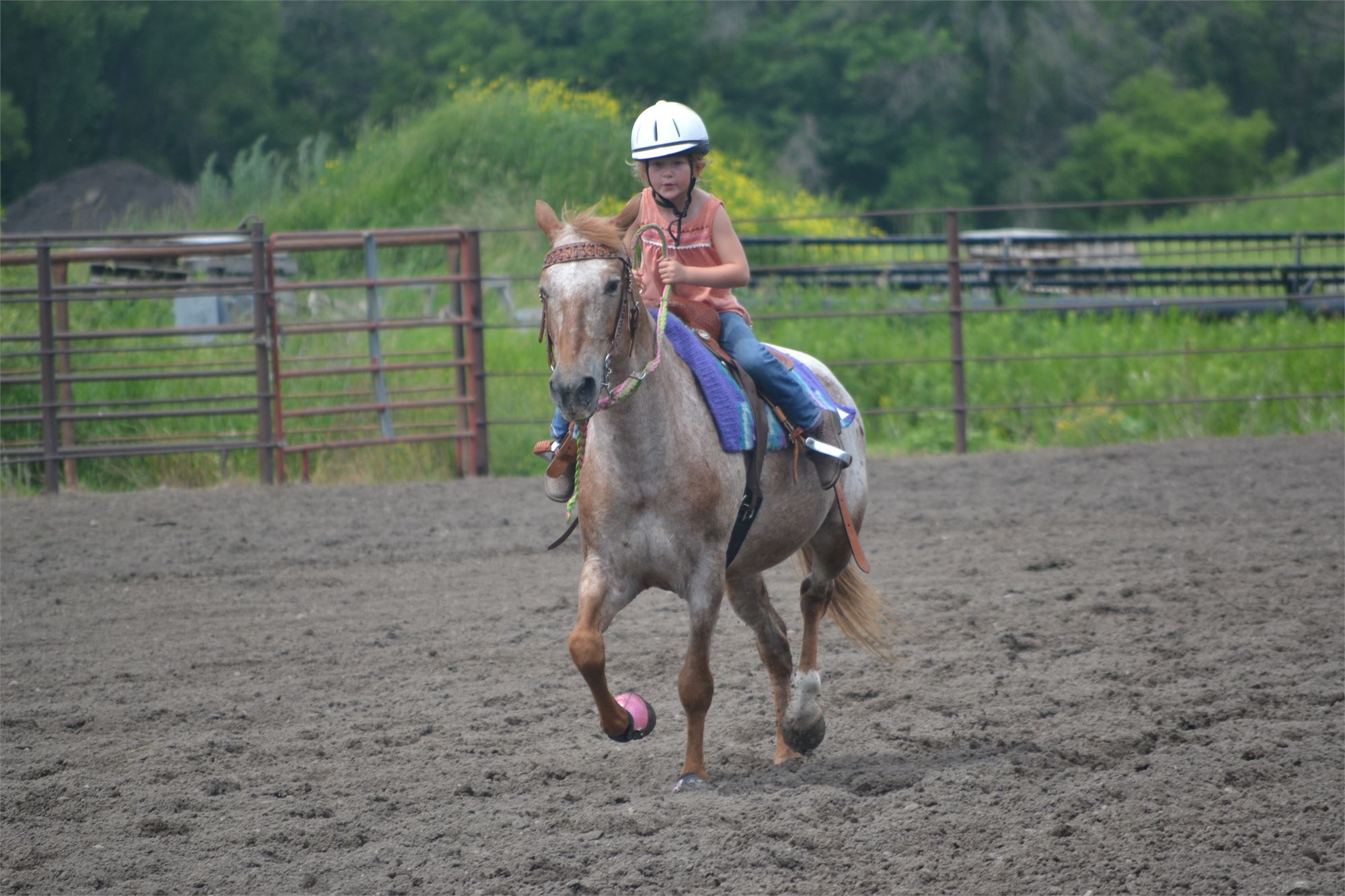 4H Horse Show