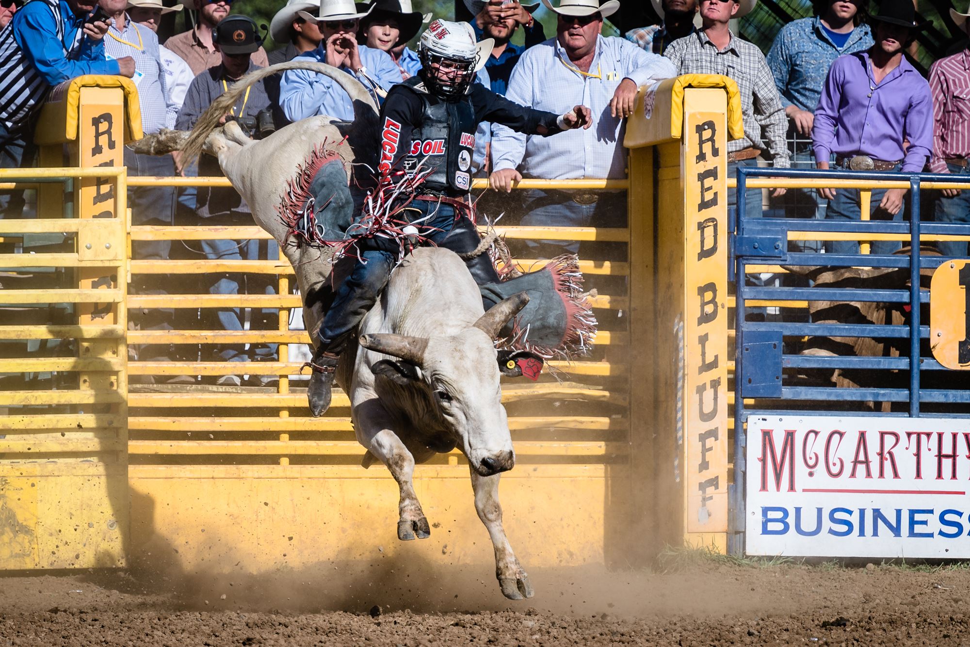 Bull Riding- Shane Proctor