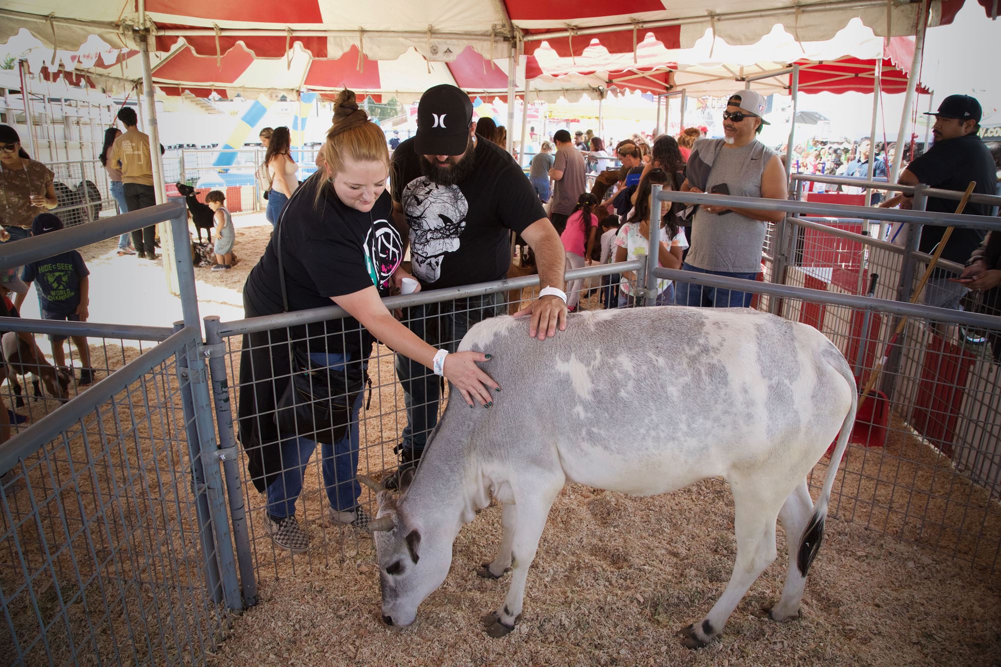 Lodi Grape Festival