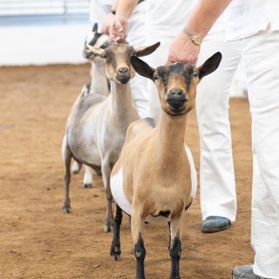 4H/FFA Dairy Goat Show