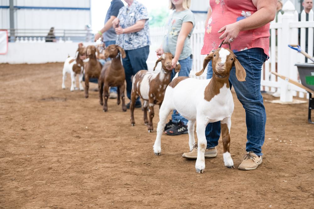 4H/FFA Meat Goat Show