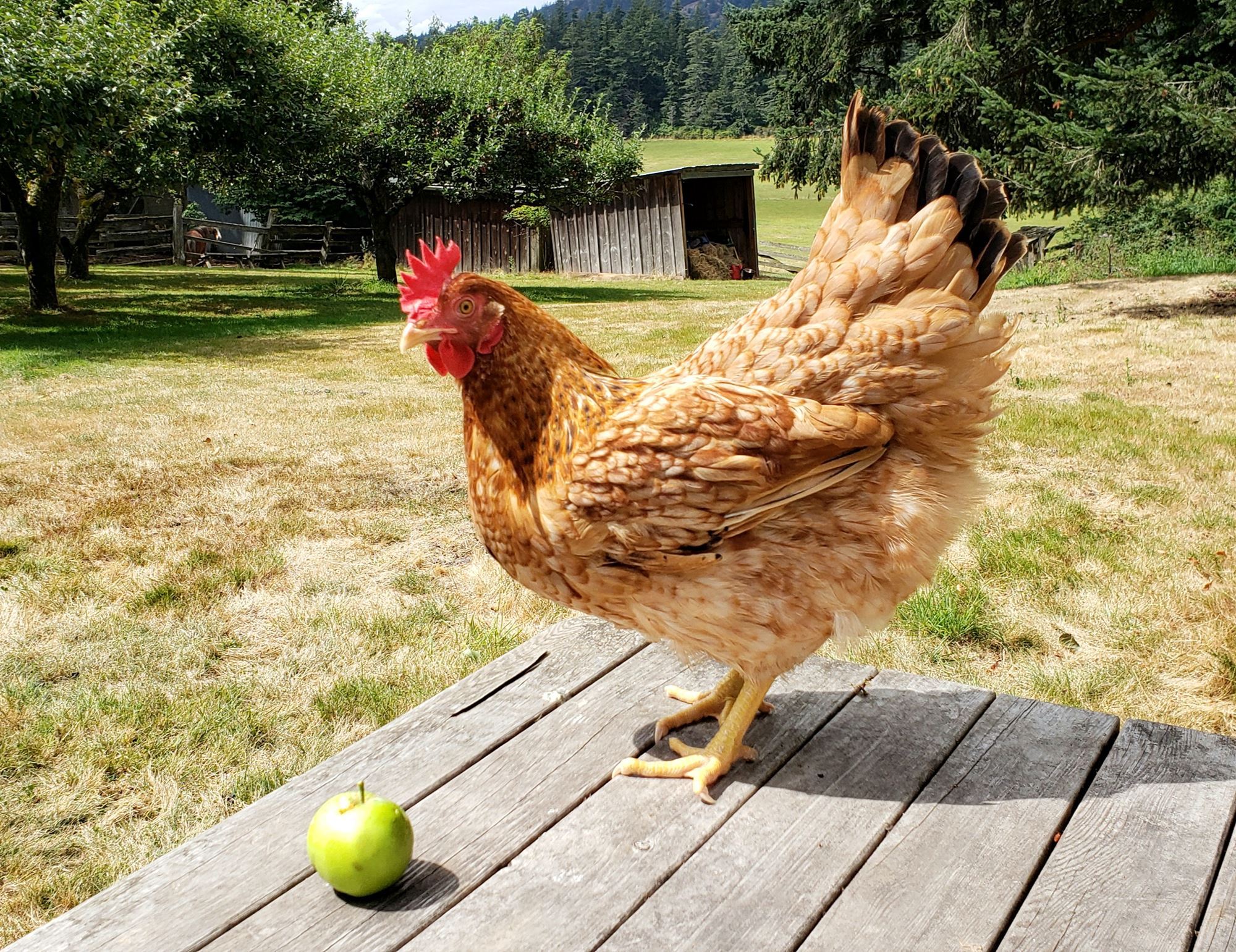 Livestock & Pets Entries