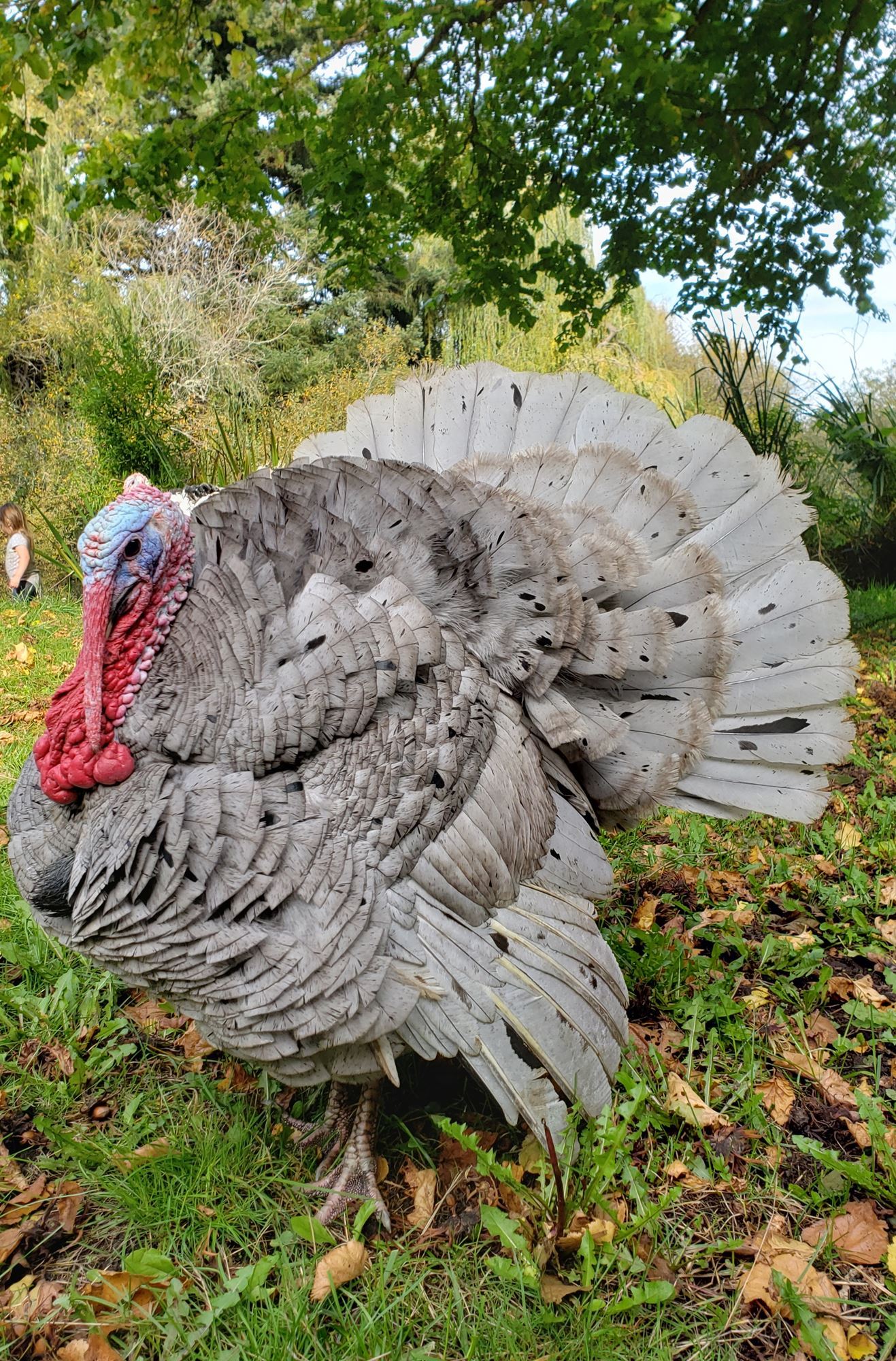 Livestock & Pets Entries