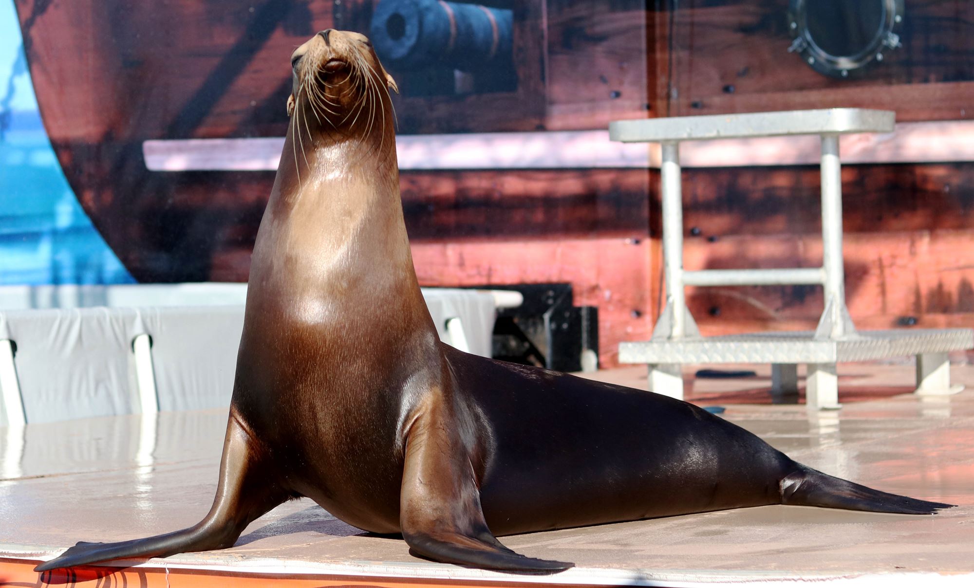 Sea lions make a splash at the National Peanut Festival