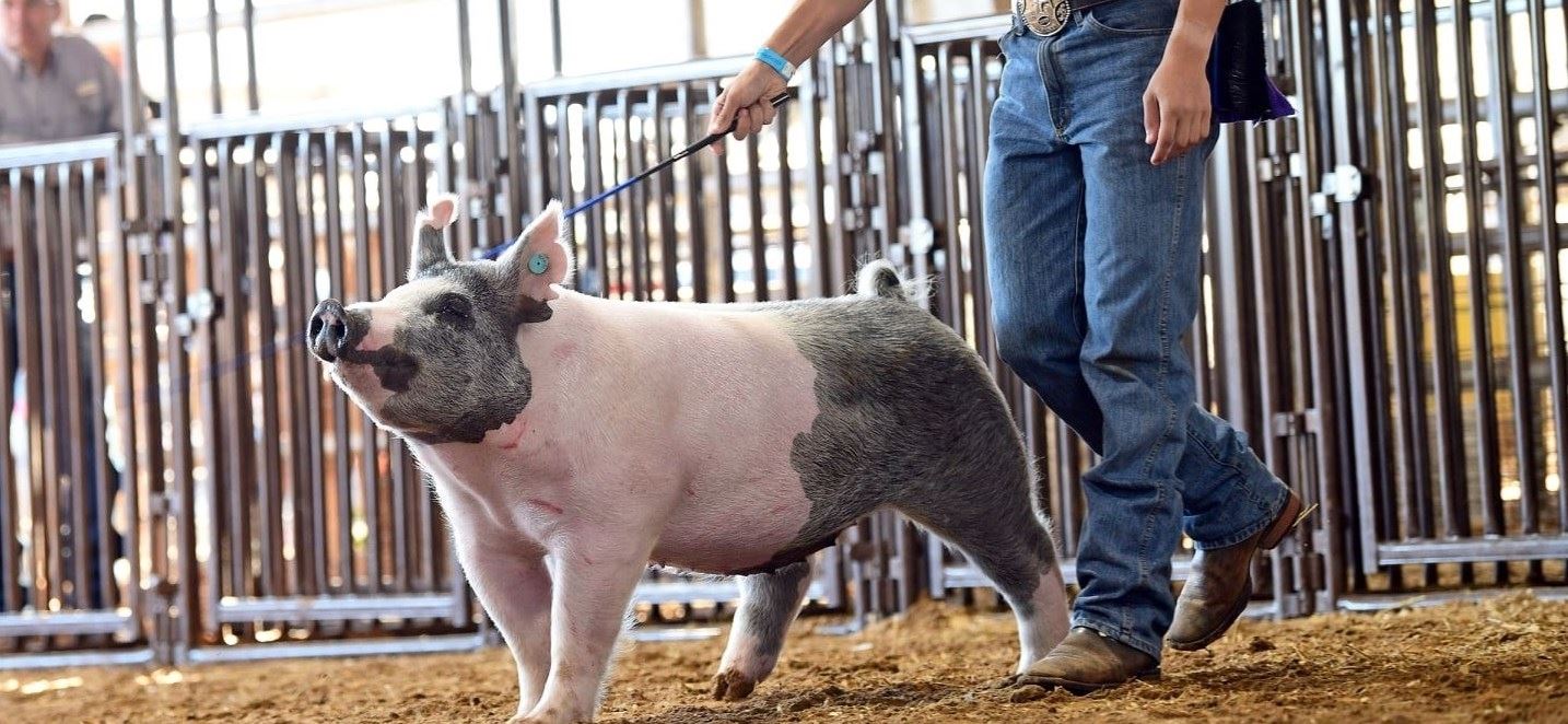 Market Swine Show