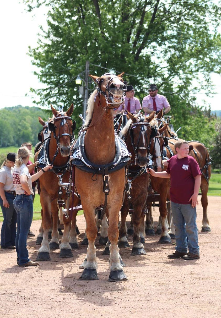 Draft Horse Shows