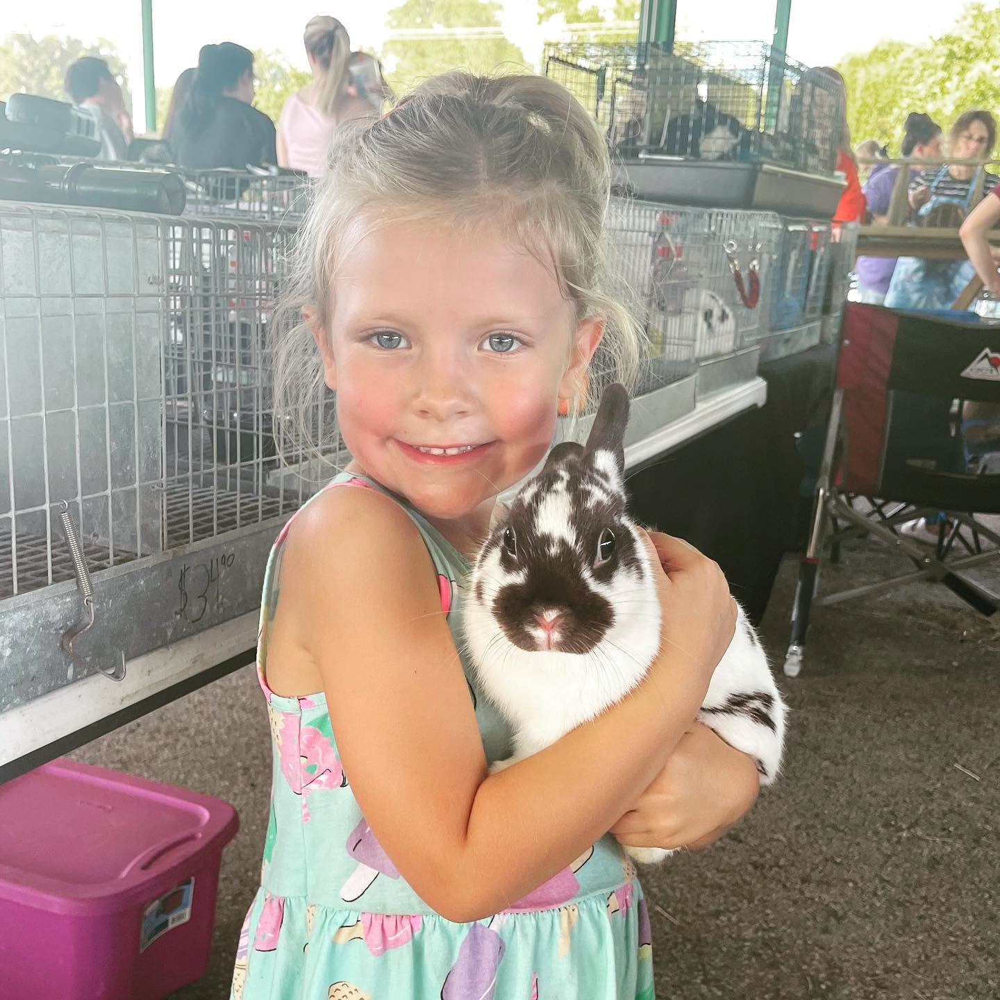 rabbit-show