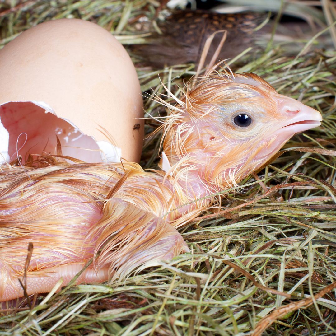 Chick Hatching