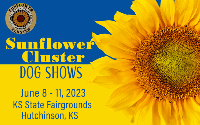 Sunflower Cluster of Dog Show