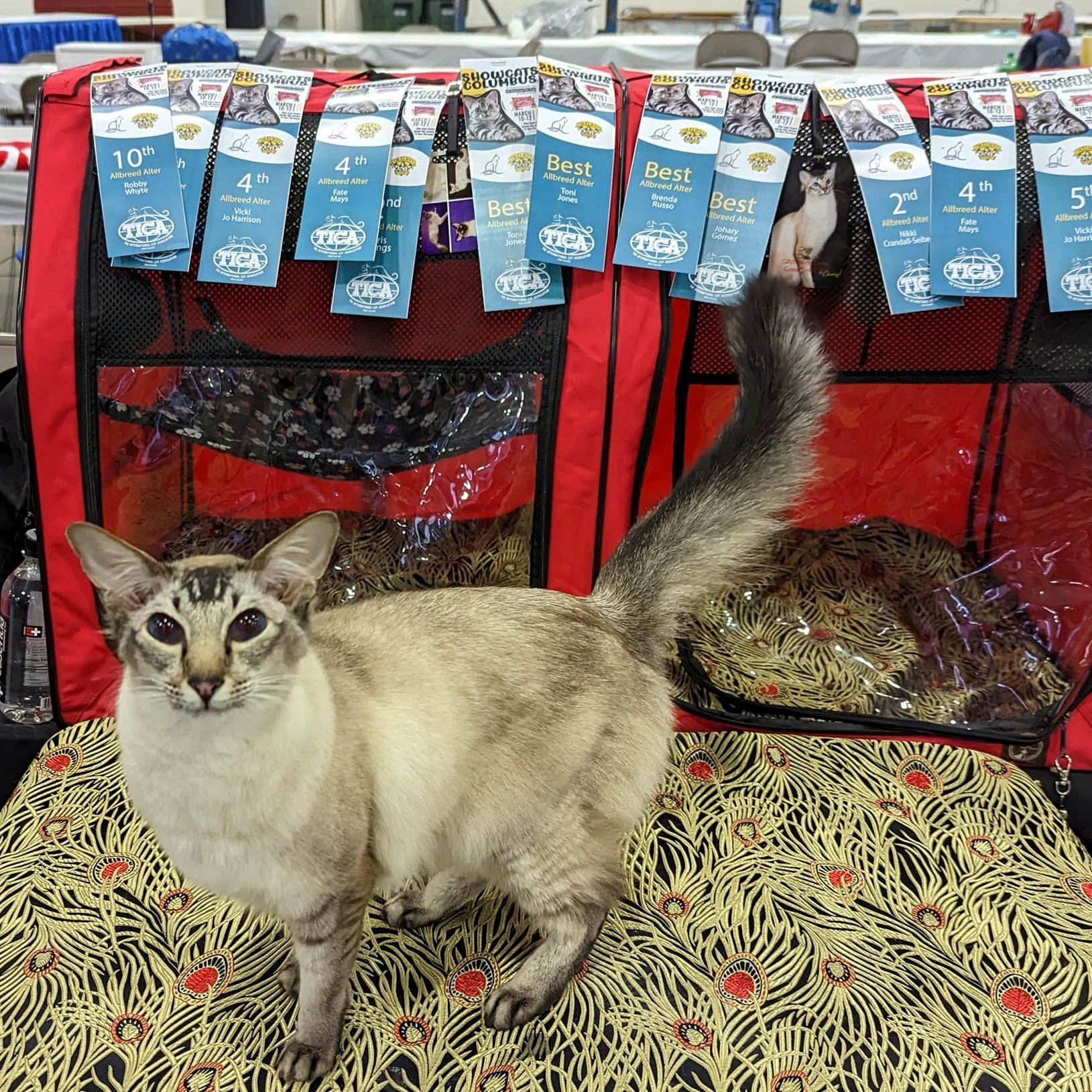 Victorville Cat Show