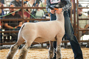 Hillsborough County Fair