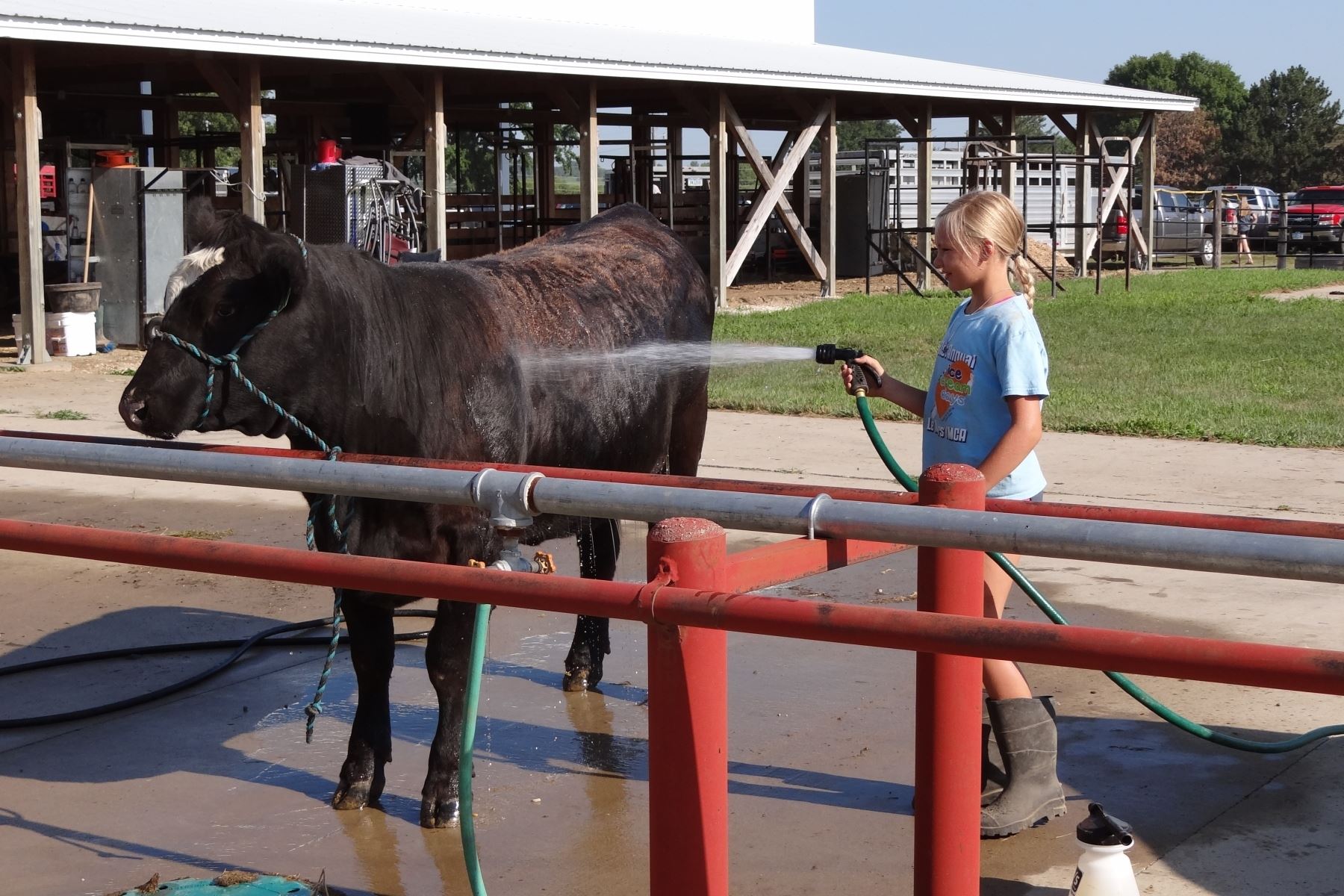 4-h-and-ffa-competitions