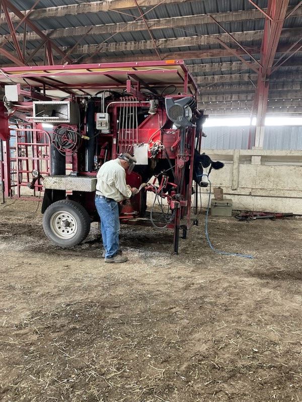 Beef Hoof Trimming