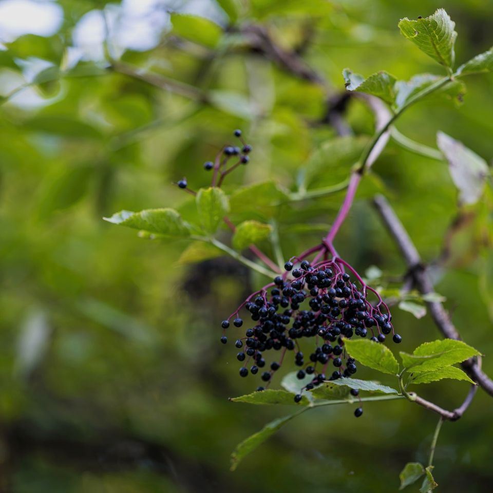 Elderberry