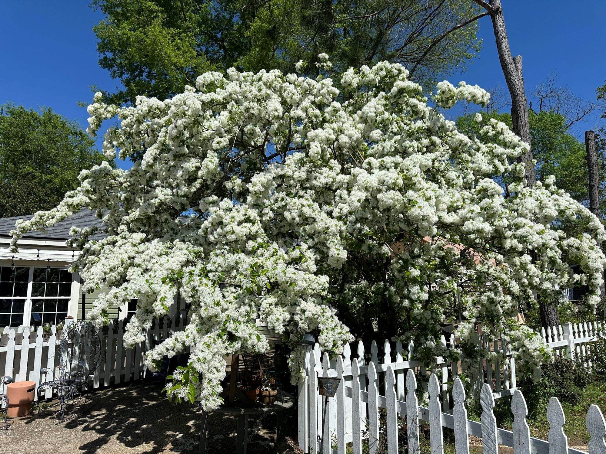 Heritage Festival Wine Garden