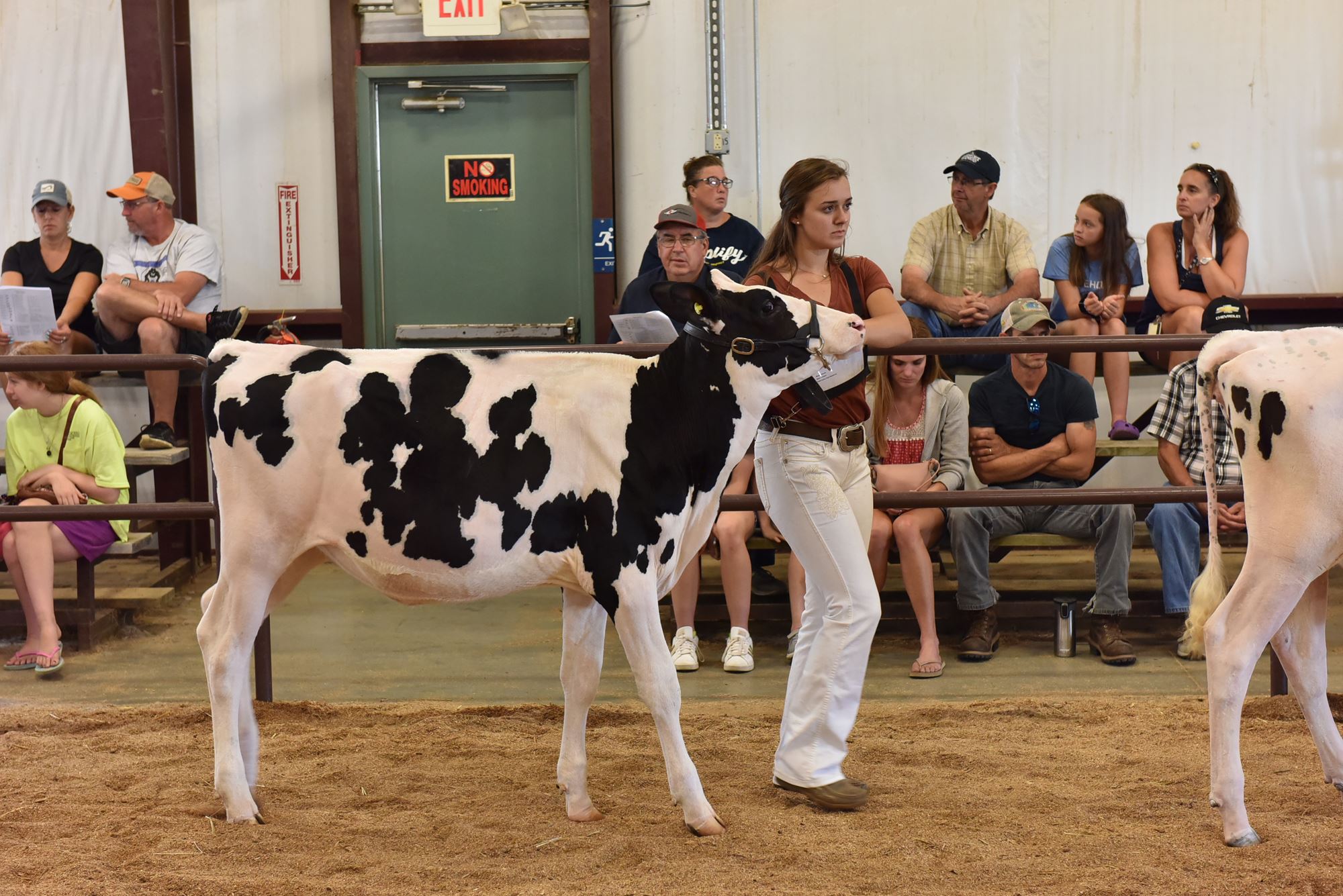 Youth Dairy Showmanship & Cleanliness Contest for Ages 8-11