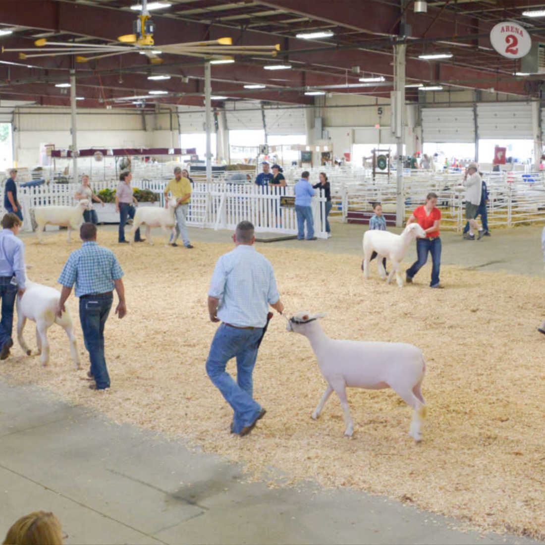 4-H & FFA Day