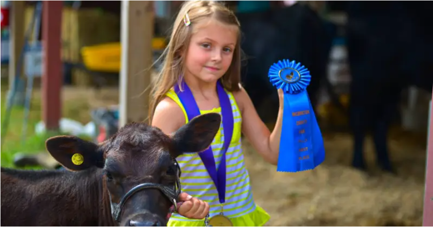 4-h-beef-show