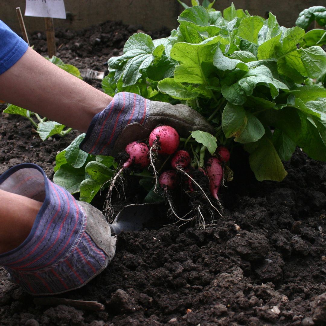 Vegetable Garden