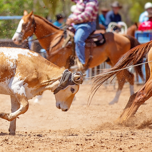 CPRA RODEO