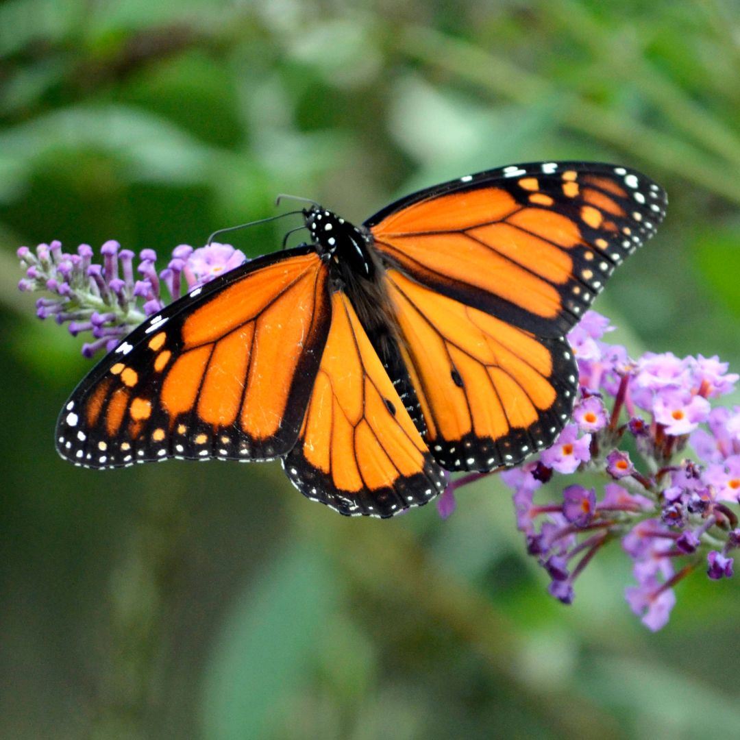 Butterflies and Pollination