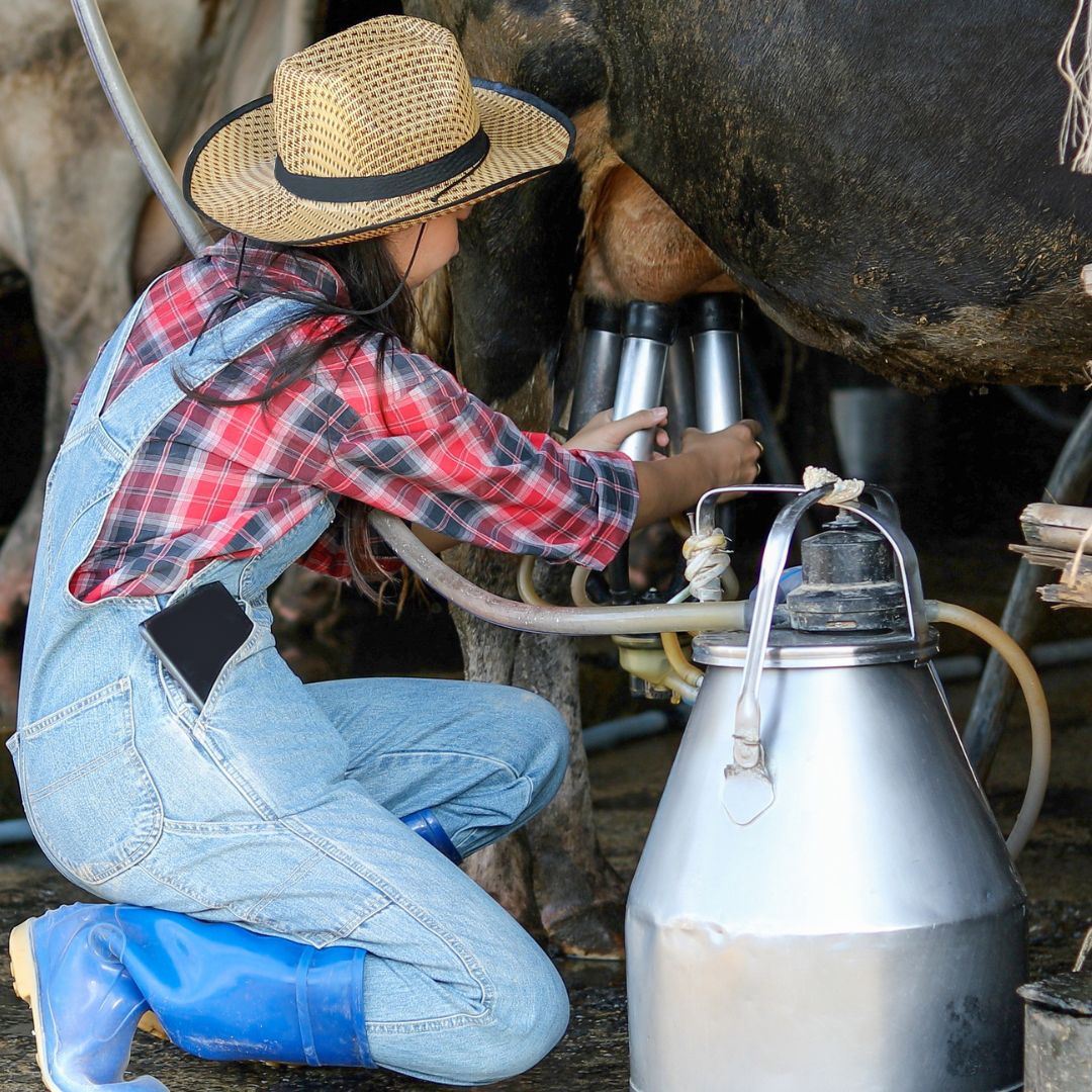 Milking Cow