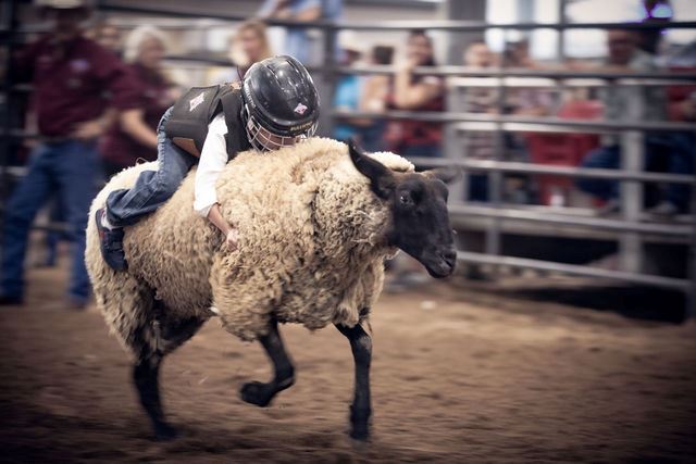 Mutton Bustin'