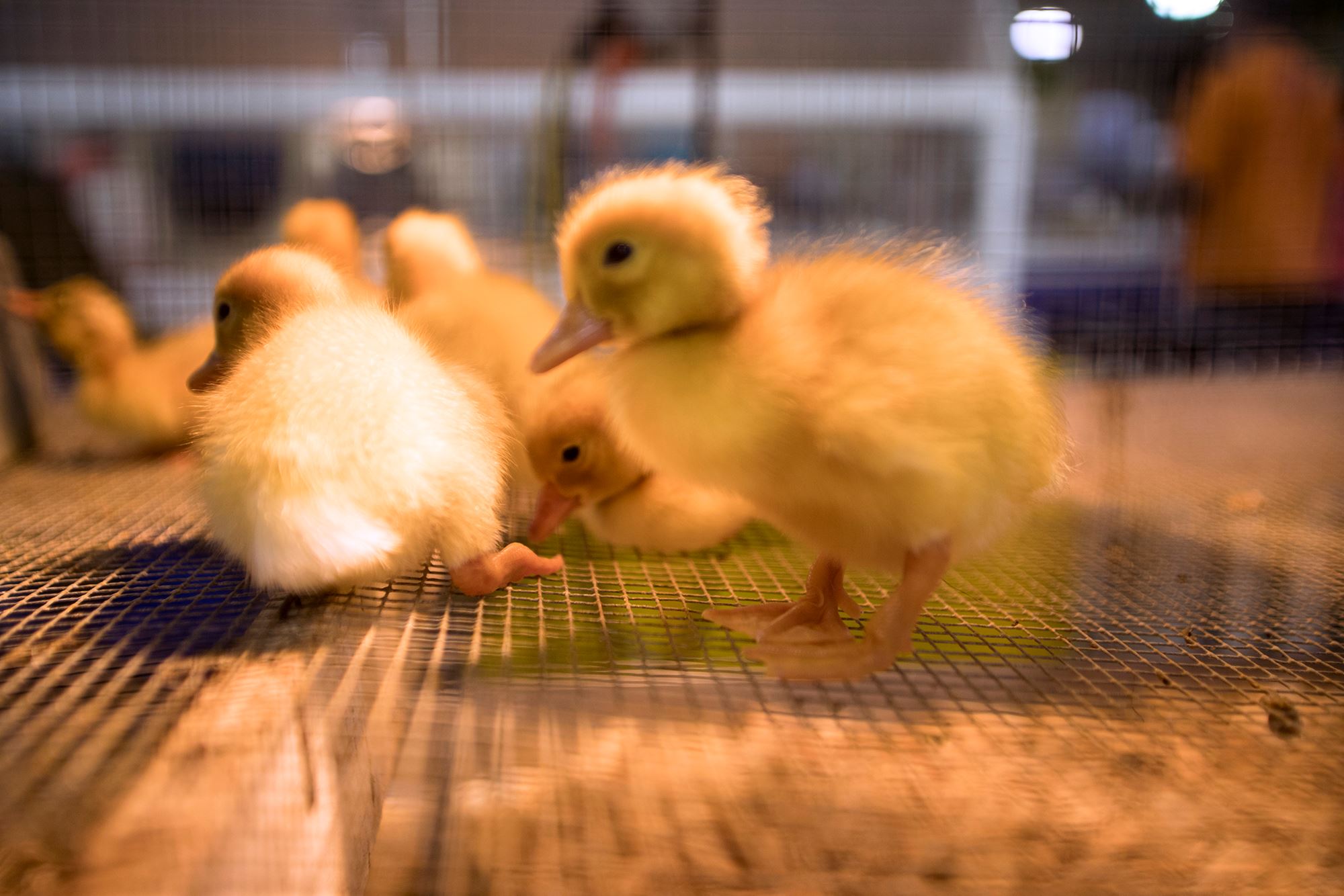 Indiana State Fair Livestock Information