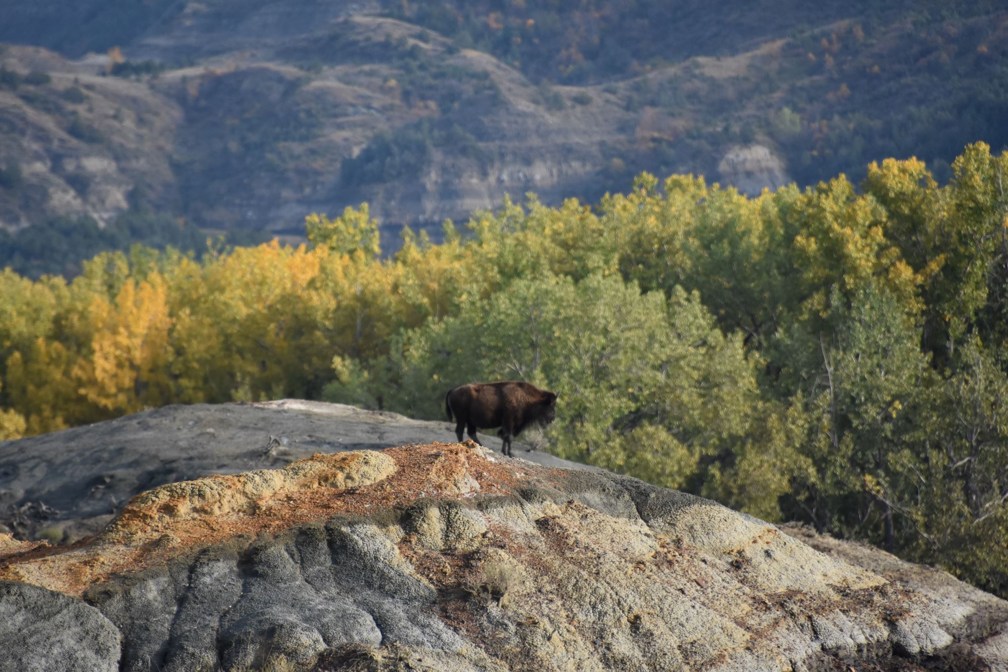 FREE Entrance to Theodore Roosevelt National Park Medora, ND
