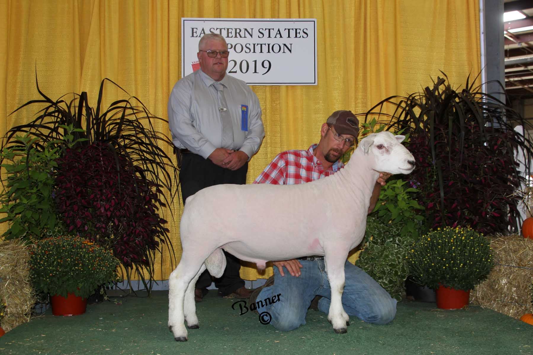 2019-sheep-show-photos-week-1