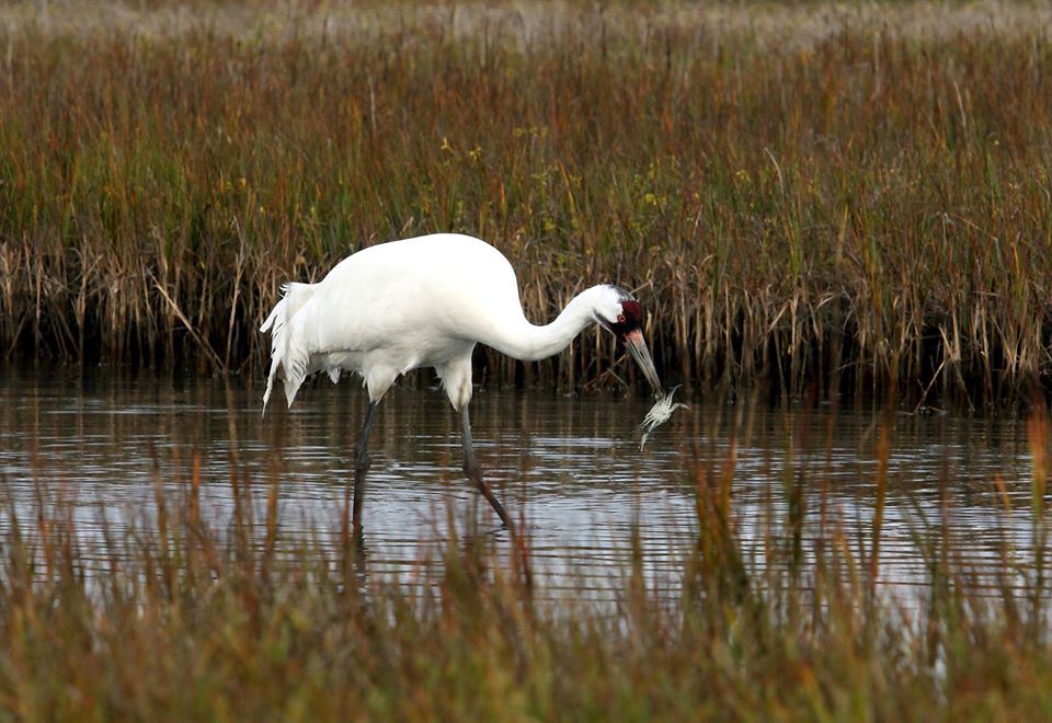 Aransas National Wildlife Refuge 