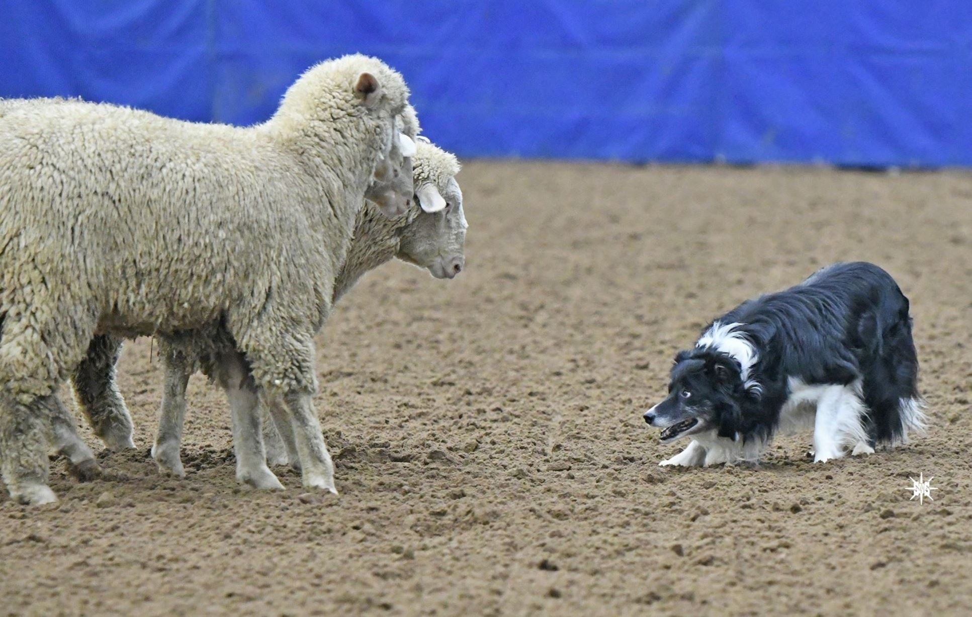 Black Hills Stock Show Sheep Dog Trials