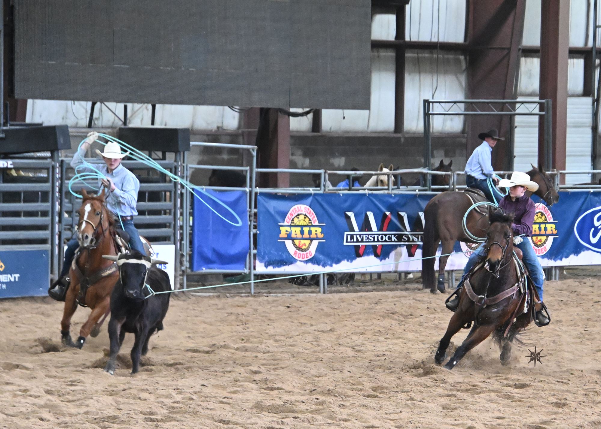 Halter & Roping