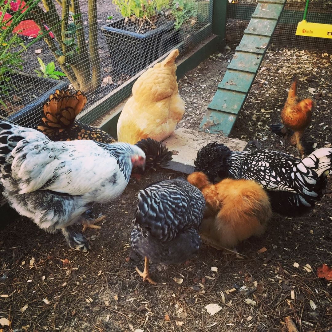 Backyard Chickens