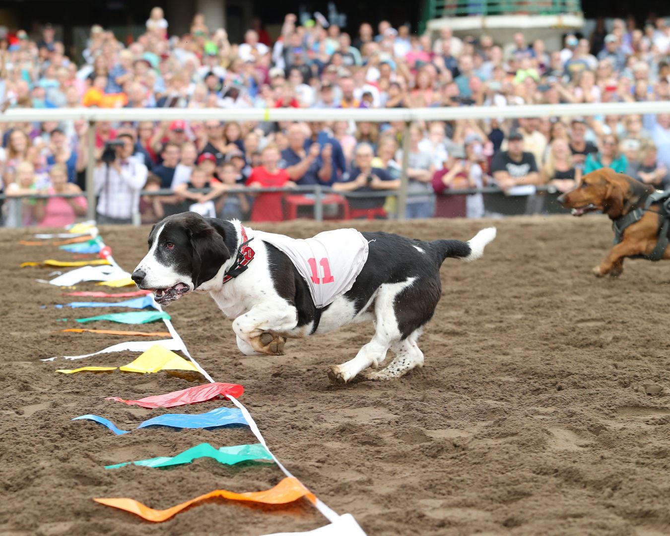 Dog Races Days