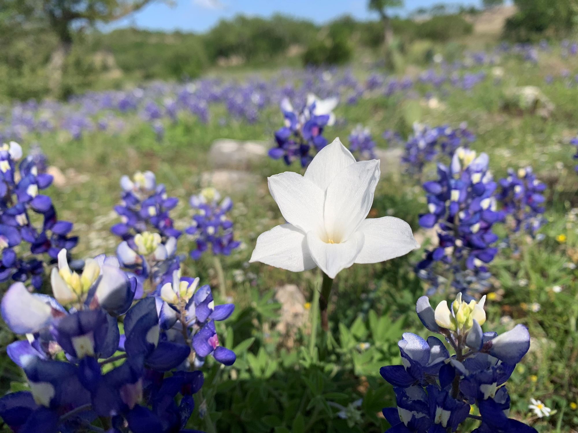 Discover the Best Wildflowers in the Texas Hill Country in Dripping