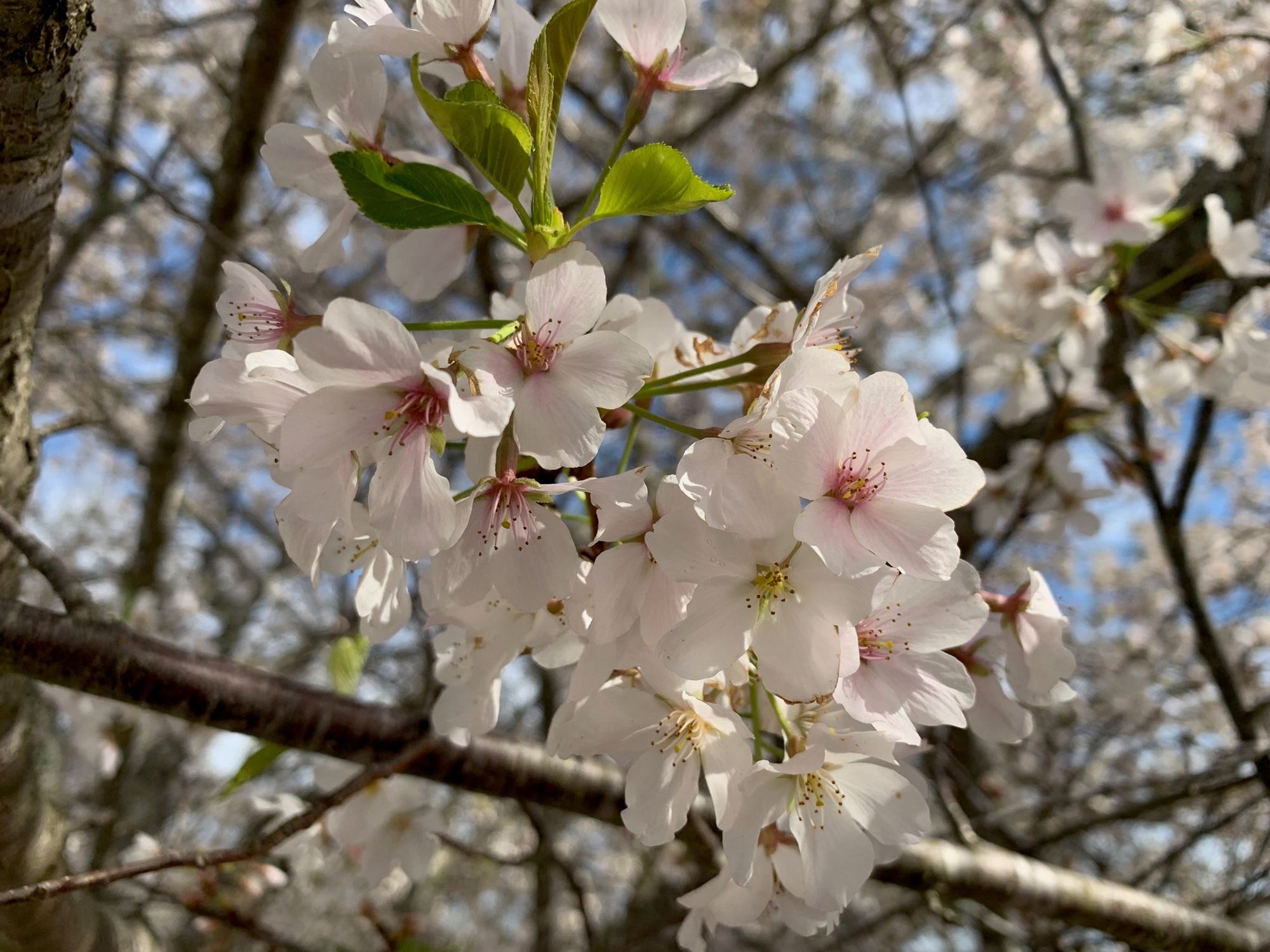 Going to the game tomorrow, will be giving away my Cherry Blossom