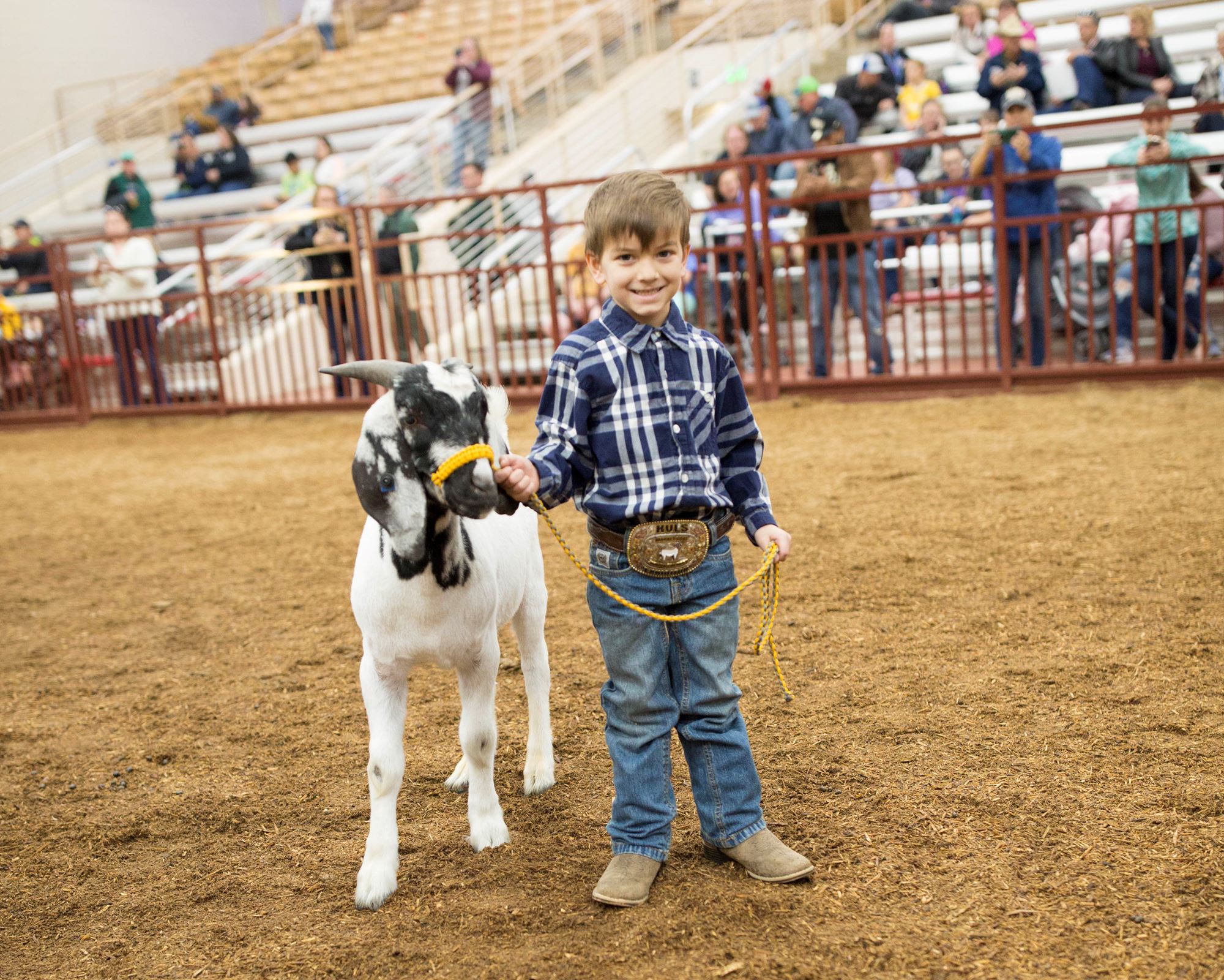 Youth Livestock Shows