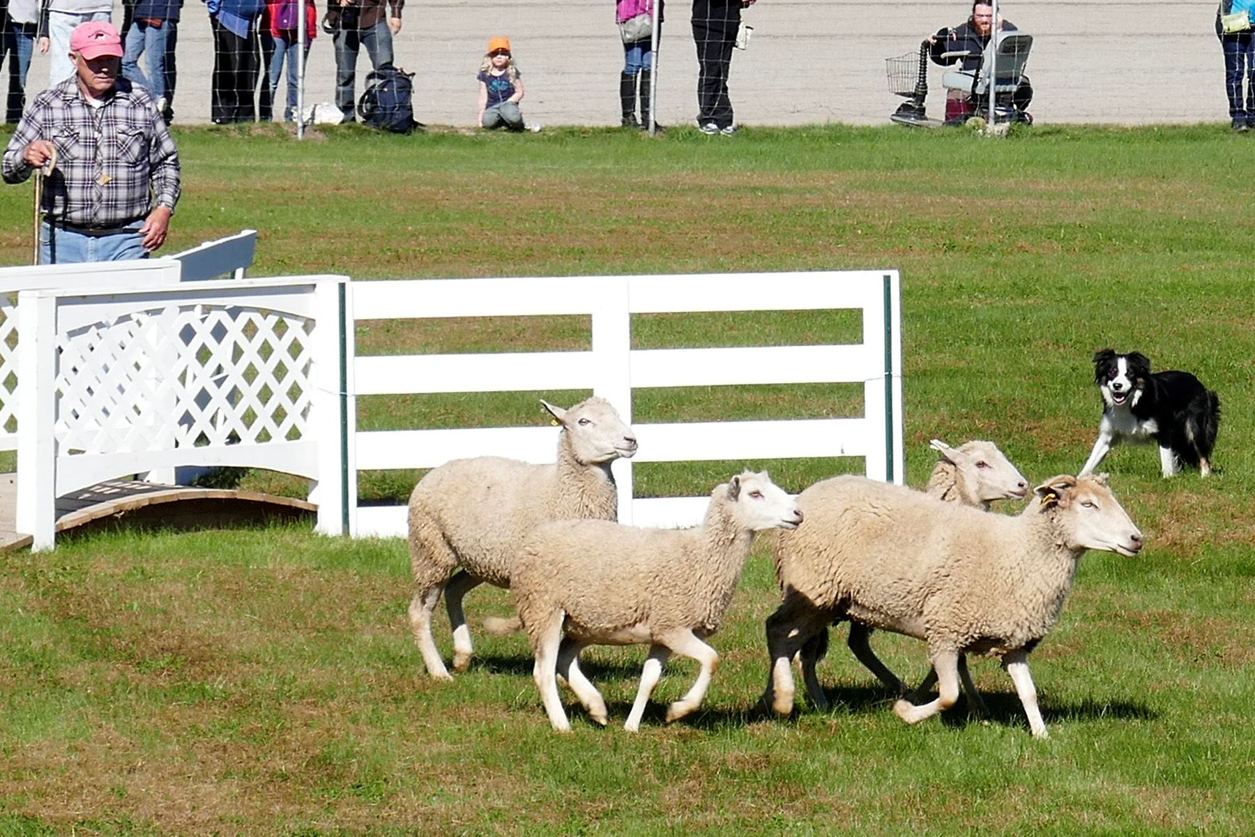 Sheep Dog Trials