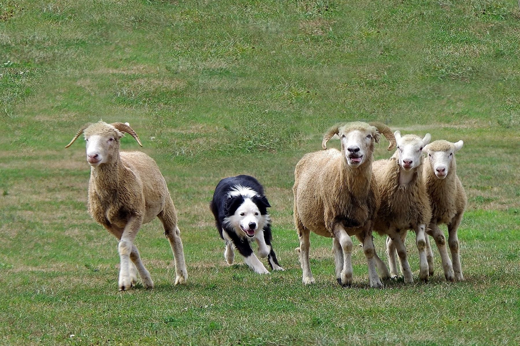 which dog is used for rounding up sheep