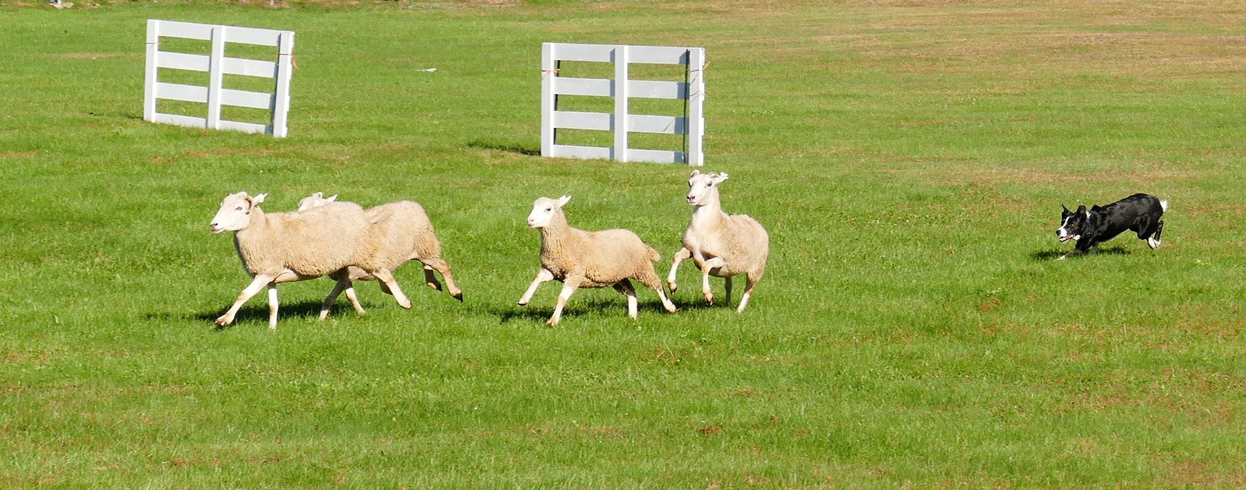 Sheep Dog Trials