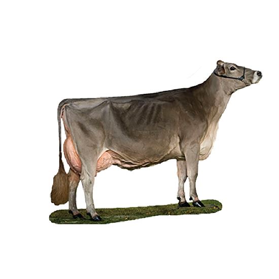 Brown Swiss