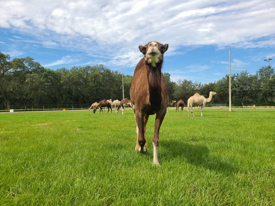 America Show Camels