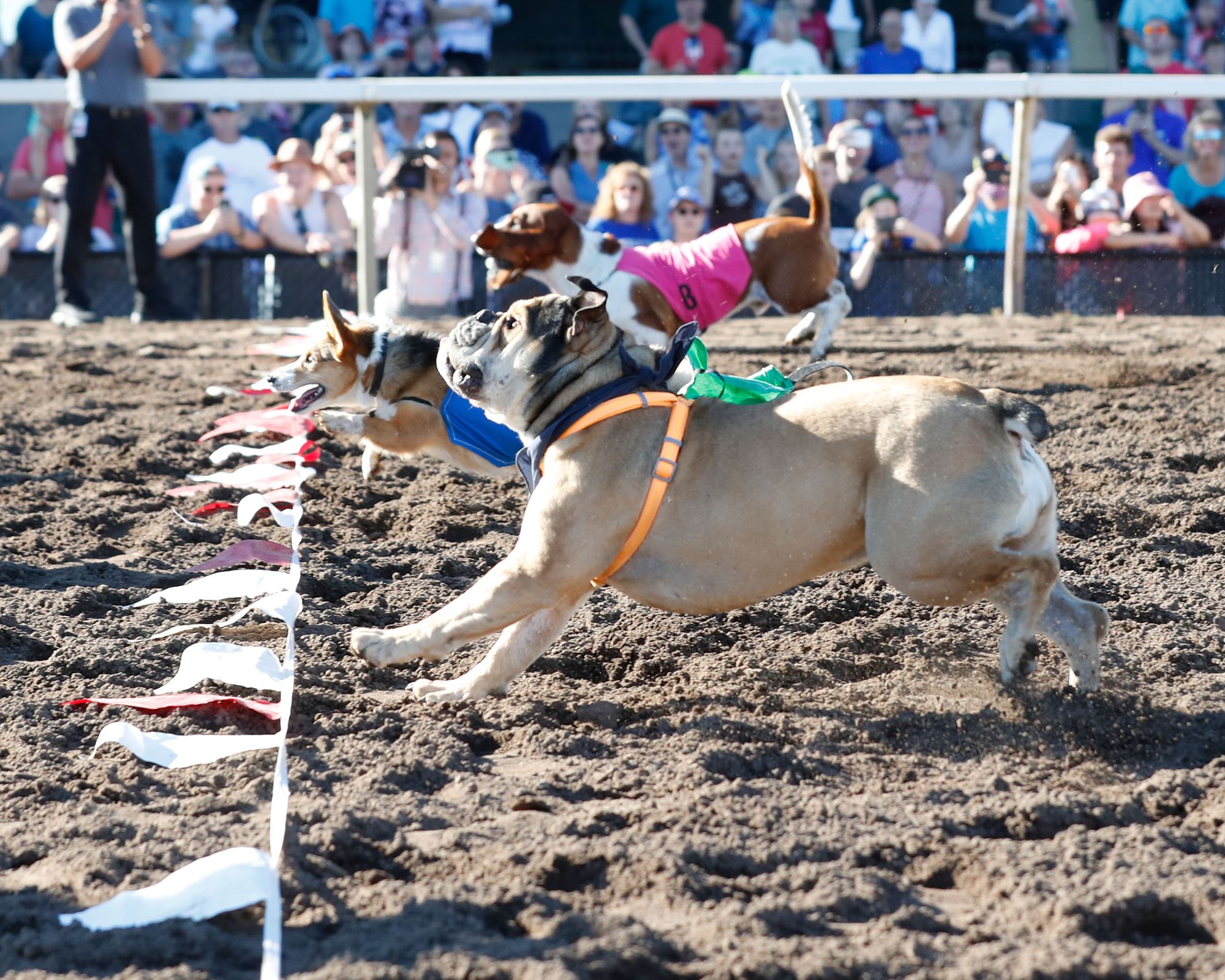 Best in Show Dog Races