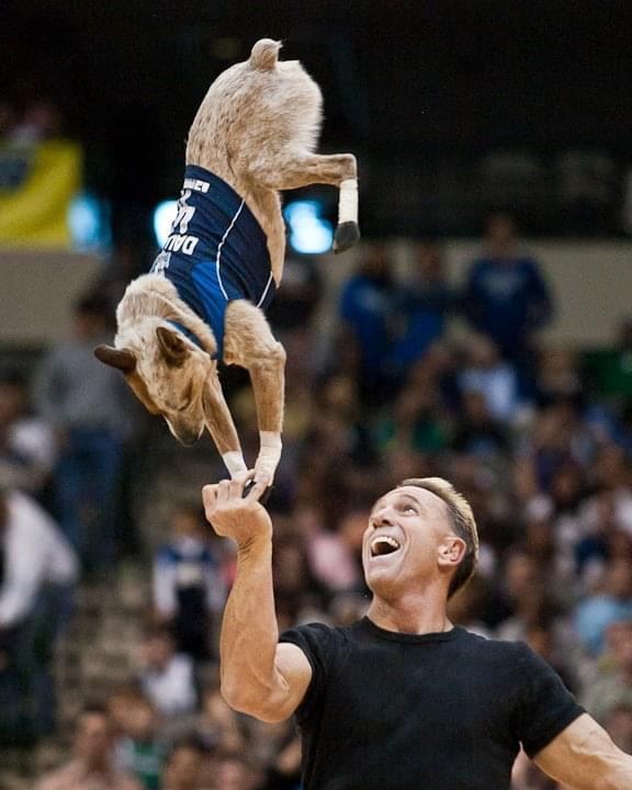 a dog standing on it's front paws in a man's hand with it's bottom in the air