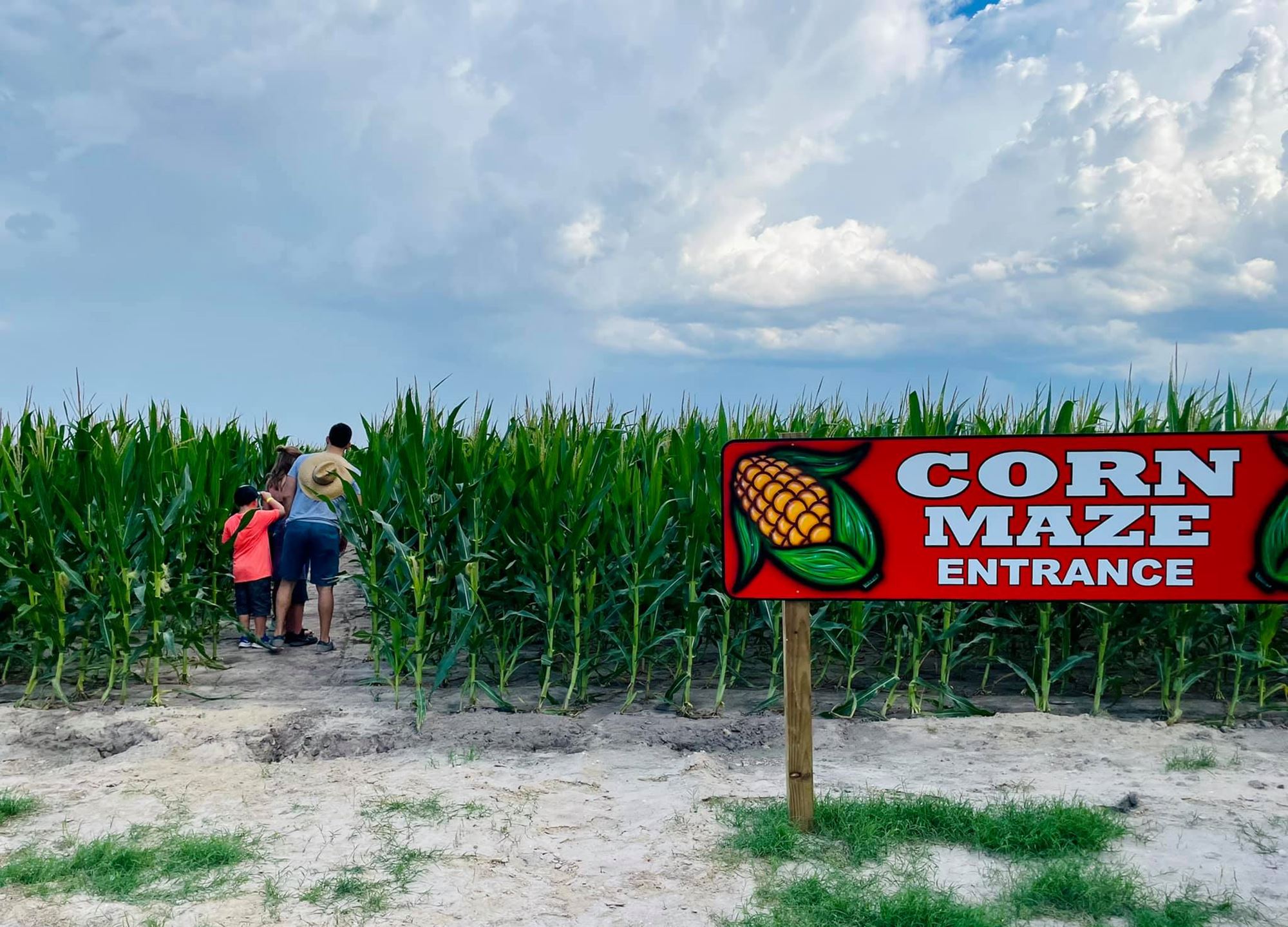 j-welch-farms-corn-maize