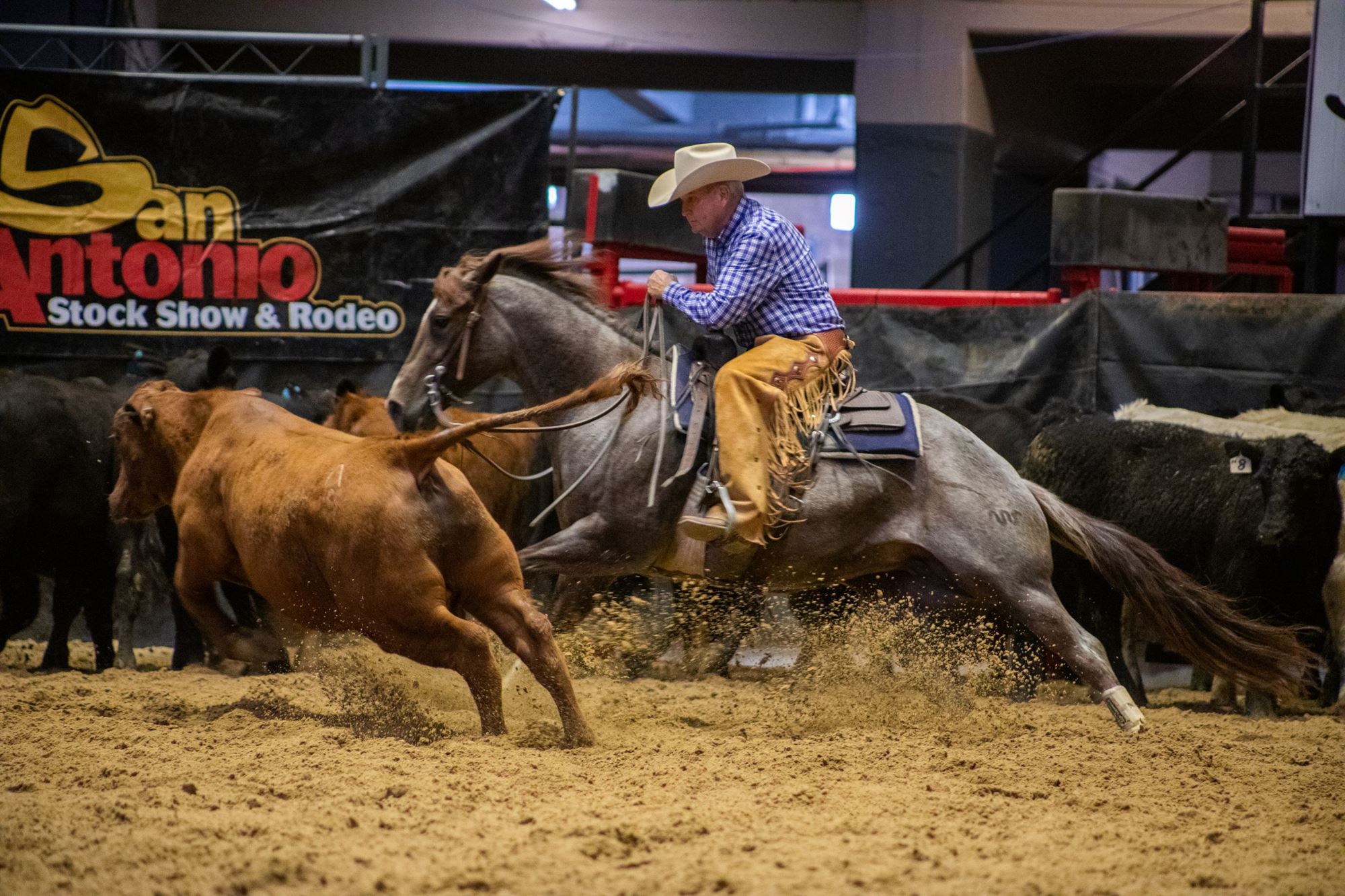 NCHA Cutting Show