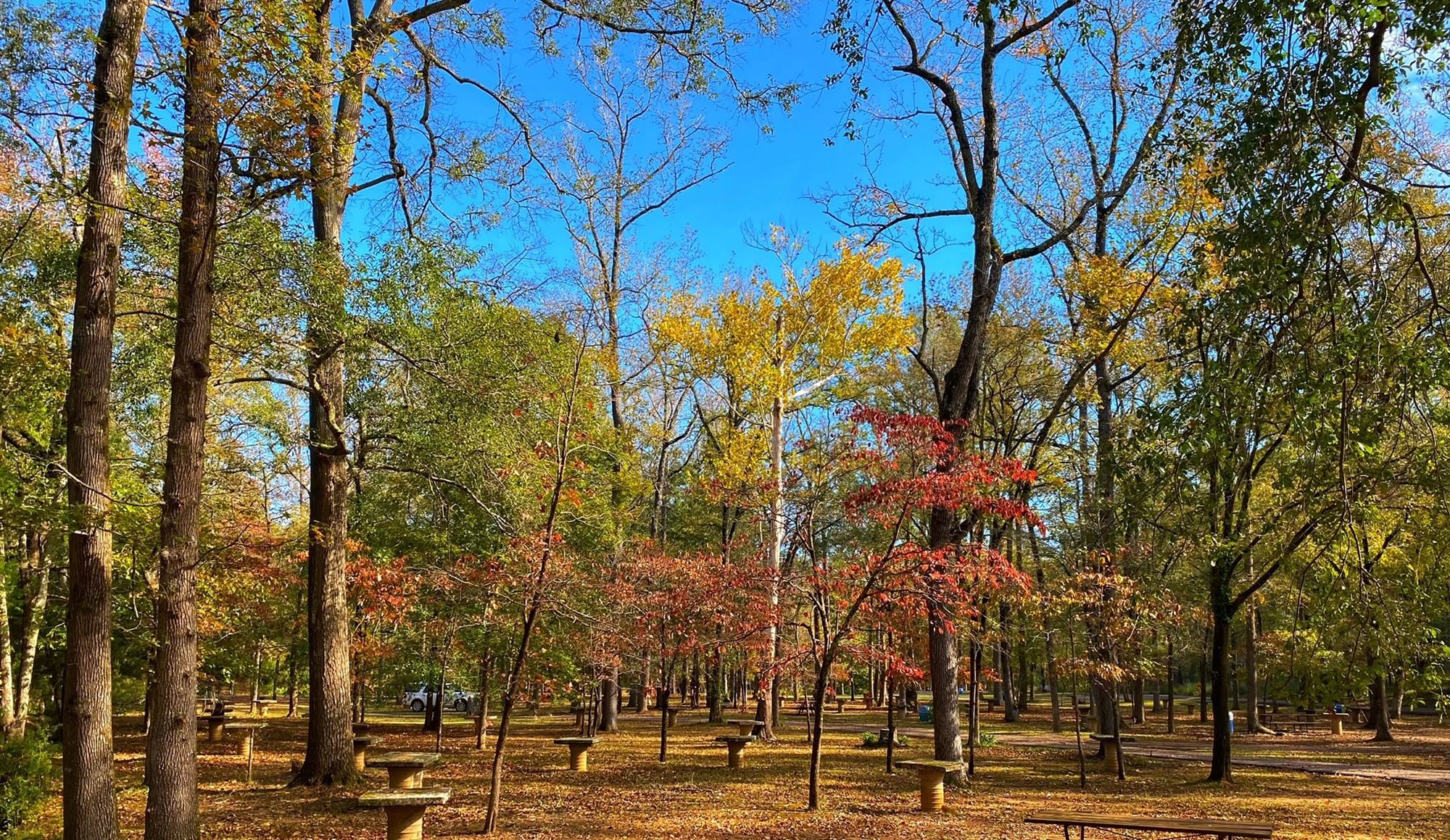 how long does the fall foliage last