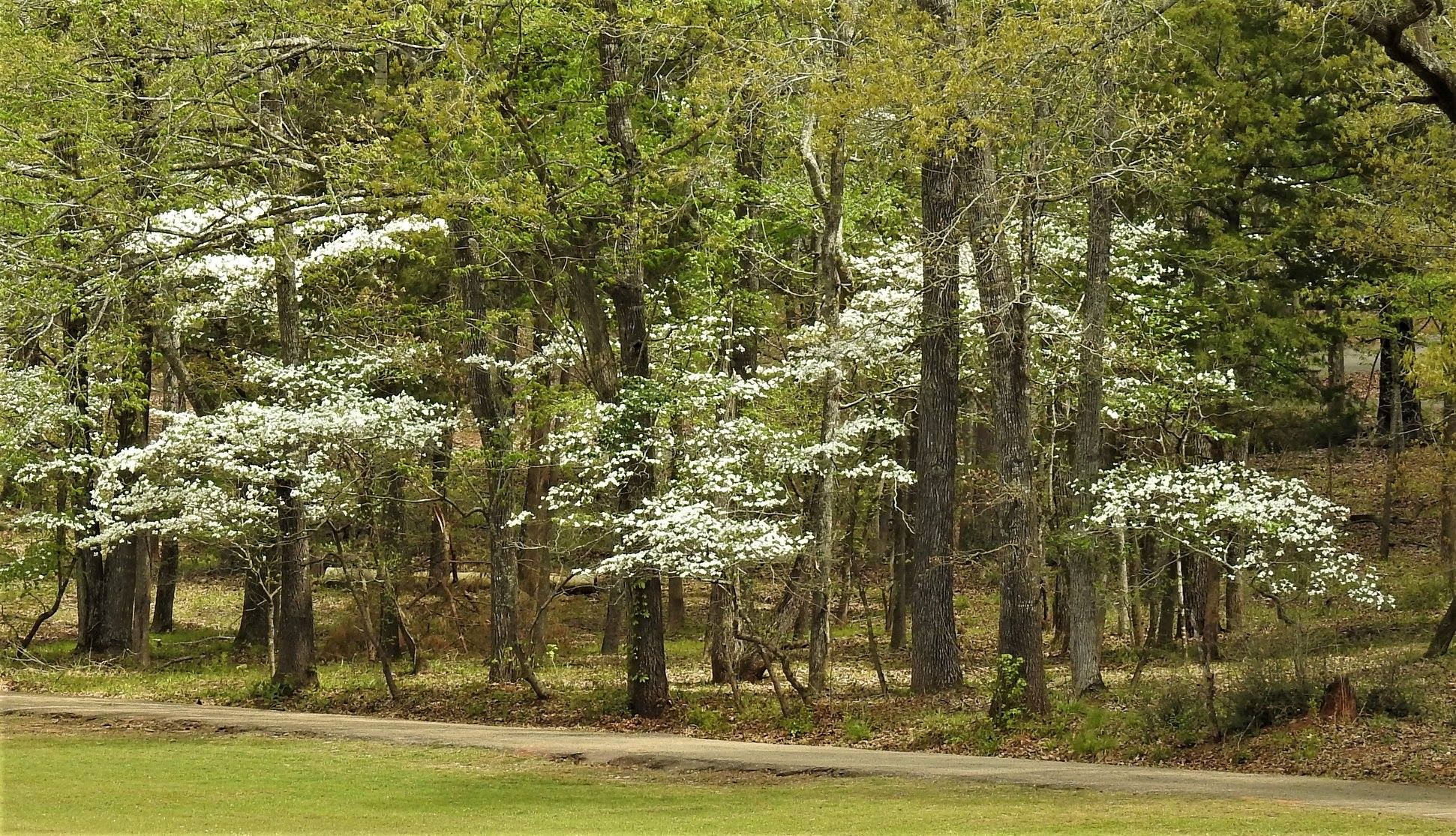 Dogwood Festival
