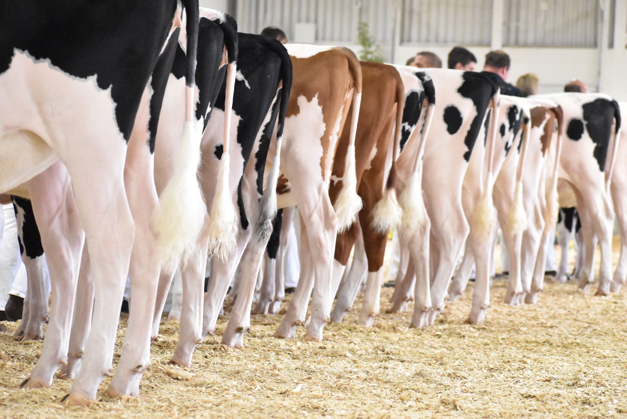 livestock